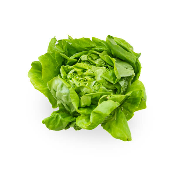 Boston Lettuce