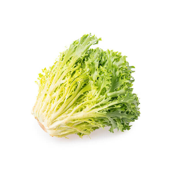 Frisee, Yellow, Curled Endive Lettuce 