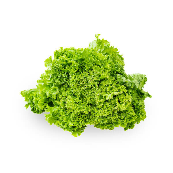 Lollo Biondo Lettuce