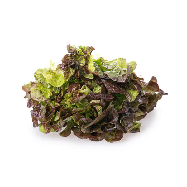 Oak Leaf Lettuce