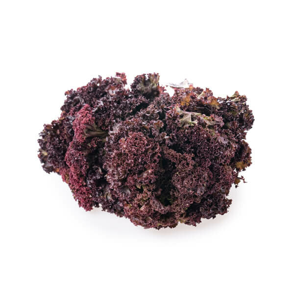 Lollo Rosso Lettuce